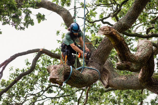 Trusted Union City, TN Tree Services Experts