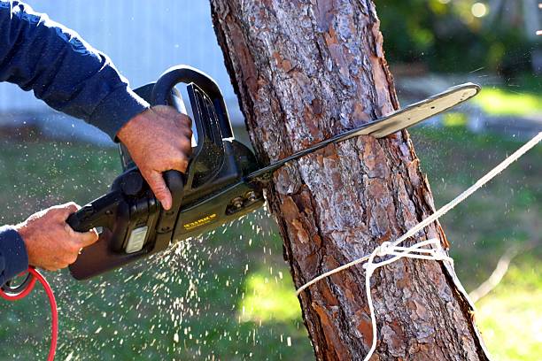 Best Tree Disease Treatment  in Union City, TN